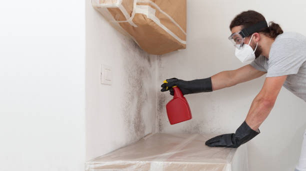 Professional Mold Removal technician working in Windsor, IL