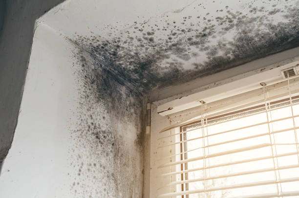 Affordable Basement Mold Removal solutions in Windsor, IL